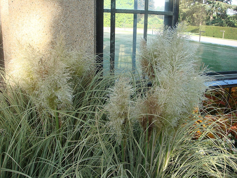 426 Longwood Gardens [2008 August 23].JPG - Longwood Gardens in Pennsylvania